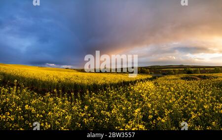 Printemps champs de colza jaune après la pluie soir coucher du soleil, ciel nuageux avant coucher du soleil avec arc-en-ciel coloré, route du sol, et collines rurales. Assaisonnement naturel Banque D'Images