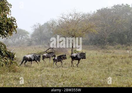 Afrique, Afrique de l'Ouest, Togo, Kara, Sarakawa. Un troupeau de buffles traverse une plaine du parc Sarakawa. Banque D'Images