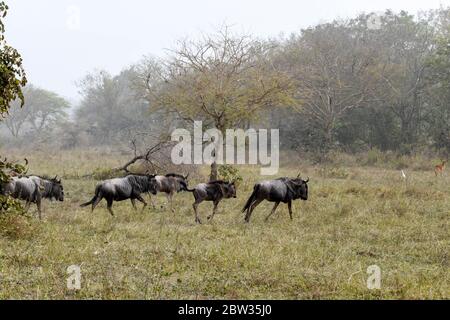 Afrique, Afrique de l'Ouest, Togo, Kara, Sarakawa. Un troupeau de buffles traverse une plaine du parc Sarakawa. Banque D'Images