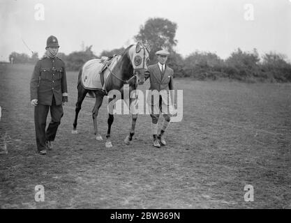 Cheval de course Rodosto étant dirigé par marié et accompagné par policier . Juin 1933 Banque D'Images