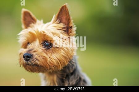 Animaux de compagnie et animaux. Dix ans de Terrier soyeux australien à l'avenir. Gros plan. Banque D'Images