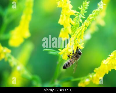 L'abeille Hony vole autour des fleurs de Vicia (Vicia sp.) et recueille le nectar. Caucase. Banque D'Images