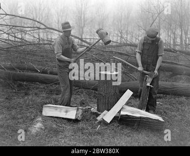 Préparation à l'abattage des arbres de saule roi pour faire des battes de cricket . Les hommes de Wealdstone sont en train de abattre et de couper des saules pour faire des battes de cricket en préparation pour la saison à venir . Les arbres sont coupés en rondins de 28 pouces de long - la taille d'une lame de batte de cricket et puis divisés en lames ou ' Clefts ' . Chaque arbre fournit , en moyenne , 30 chauves-souris . Photos ; UN homme qui scinde une bûche en clefts à Wealdstone , comme un compagnon qui se déchèle de l'écorce . 2 janvier 1934 Banque D'Images