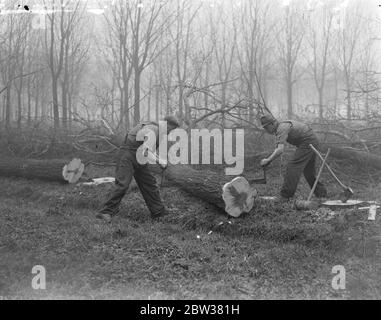 Préparation à l'abattage des arbres de saule roi pour faire des battes de cricket . Les hommes de Wealdstone sont en train de abattre et de couper des saules pour faire des battes de cricket en préparation pour la saison à venir . Les arbres sont coupés en rondins de 28 pouces de long - la taille d'une lame de batte de cricket et puis divisés en lames ou ' Clefts ' . Chaque arbre fournit , en moyenne , 30 chauves-souris . Photos montre ; hommes sciant la souche de l'arbre dans les grumes de longueur 28 pouces à Wealdstone . 2 janvier 1934 Banque D'Images