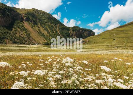 Les fleurs de Yarrow envahissent un champ dans la vallée de Truso, Kazbegi, Géorgie Banque D'Images