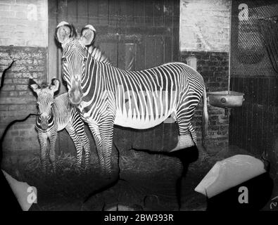 Nouveau bébé zébra né au zoo de Londres . Jenny , le zébra au zoo de Londres , a présenté à son gardien une fille de bébé le vendredi Saint . Il est proposé de nommer le filly foal , Freda . Photos ; Jenny le zèbre avec sa fille au zoo de Londres . 4 avril 1934 30, 30, 30, 30, 30, 30, 30, 30, 30, 30 Banque D'Images