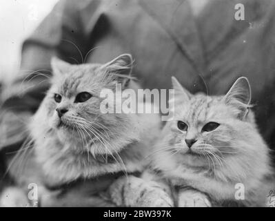 Prix remporté au Croydon Cat Club . Le championnat du Croydon Cat Club a eu lieu au Central Baths Hall , Croydon , Surrey . Photos ; Tuftti Tuft de Mme Ronald Bailey ( à gauche ) avec sa fille gagnante du prix Oonah d'Inverglory , propriété de Mme Soames au salon . 15 novembre 1933. 30s, 30s, 1930, 1930, 1930, trente, dix-neuf trente Banque D'Images