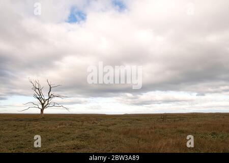 Arbre mort sur la côte du Somerset, marais salin Porlock. Banque D'Images