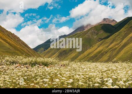 Un champ de fleurs d'yarrow lors d'une chaude journée d'été dans la vallée de Truso, Kazbegi, Géorgie Banque D'Images