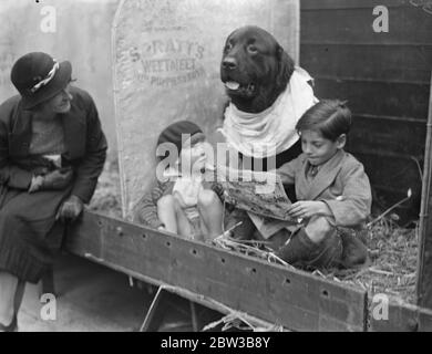 Le chien St Bernard surveille ses propriétaires enfants pendant qu'elle assiste à d'autres tâches . Spectacle Kennel Club au Crystal Palace 10 octobre 1934 . Banque D'Images