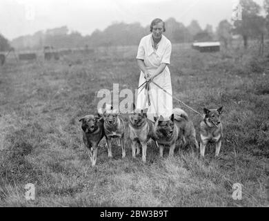 Préparation pour le spectacle Kennel Club à Crystal Palace , Londres . 9 octobre 1934 . Banque D'Images