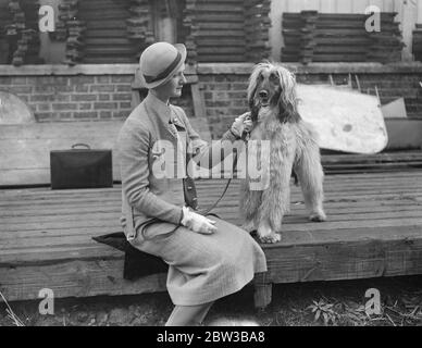 Le propriétaire d'un tumulus afghan , se préparer au spectacle Kennel Club au Crystal Palace , Londres . 10 octobre 1934 . Banque D'Images