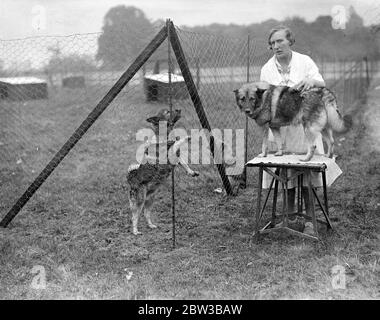 Préparation pour le spectacle Kennel Club à Crystal Palace , Londres . 9 octobre 1934 . Banque D'Images