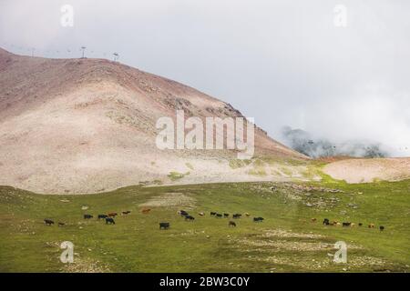 Des vaches se broutent sur la station de ski de Gudauri en été, en Géorgie. Un remonte-pente est visible sur la ridgeline Banque D'Images