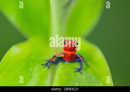 Grenouille de tarte aux fraises (Oophaga pumilio), anciennement Dendrobates pumilio) sur une feuille verte au Costa Rica Banque D'Images