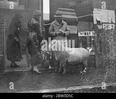 Mouton va au sondage . 14 novembre 1935 Banque D'Images