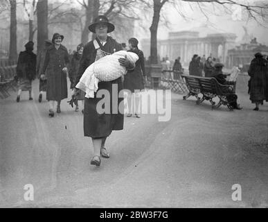 Porter le bébé dans le confort . Un London nursemaid a un ingénieux dispositif pour soulager la tension du bras quand elle prend sa charge pour sa promenade matinale dans le Parc . le bébé est porté dans les bras de la manière habituelle , mais est suspendu dans un fort ' hamac ' , qui est à son tour attaché à une large sangle qui passe au-dessus de l'épaule et sous le bras . Le poids est réparti uniformément sur les bras et les épaules de l'infirmière et il n'y a pas de affaissement de la part du bébé , qui repose assez confortablement et facilement dans le hamac . Photos montre , prendre le bébé pour sa promenade du matin , en utilisant le nouveau dispositif , moi Banque D'Images