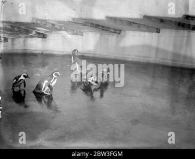 Les manchots du zoo font du joyeux dans le froid. Photos ; pingouins glissant sur leur piscine couverte de glace . 28 janvier 1935 Banque D'Images