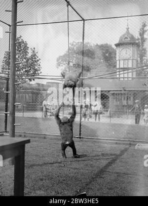 Zoo chimpanzés répétition pour la première partie en plein air . Photos montre Fifi et Jackie jouant sur le trapèze dans leur nouvelle aire de jeux . 2 juillet 1935 Banque D'Images