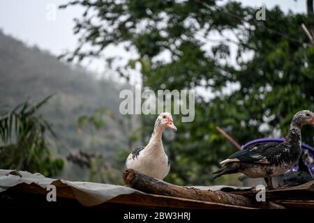 Afrique, Afrique de l'Ouest, Togo, Kpalime. Deux canards sur un toit en étain dans la campagne de Kpalimé. Banque D'Images
