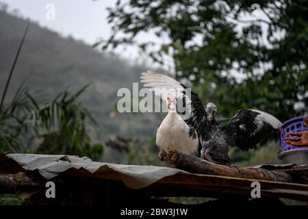 Afrique, Afrique de l'Ouest, Togo, Kpalime. Deux canards sur un toit en étain dans la campagne de Kpalimé. Banque D'Images
