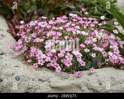 Une petite gitsophila Gypsophila nana qui pousse dans le coin d'un jardin à travers montrant la délicate rose s'estompe à fleurs blanches Banque D'Images