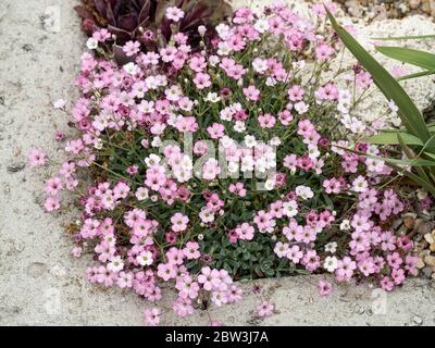 Une petite gitsophila Gypsophila nana qui pousse dans le coin d'un jardin à travers montrant la délicate rose s'estompe à fleurs blanches Banque D'Images