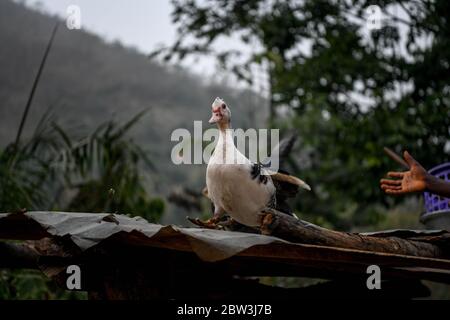 Afrique, Afrique de l'Ouest, Togo, Kpalime. Deux canards sur un toit en étain dans la campagne de Kpalimé. Banque D'Images