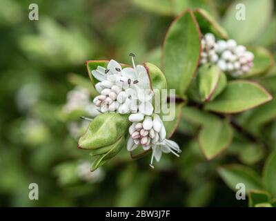 Un gros plan des courtes pointes de fleurs blanches de Hebe décumbens Banque D'Images