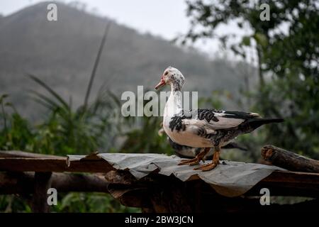 Afrique, Afrique de l'Ouest, Togo, Kpalime. Deux canards sur un toit en étain dans la campagne de Kpalimé. Banque D'Images
