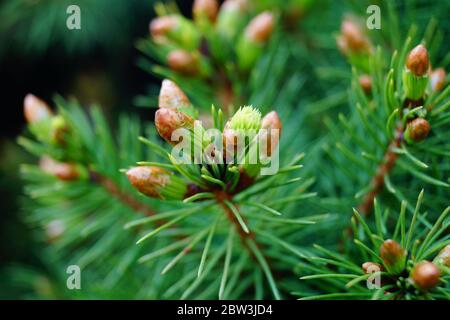 Gros plan des plantes vertes. Photo de haute qualité, beau sapin brun Banque D'Images