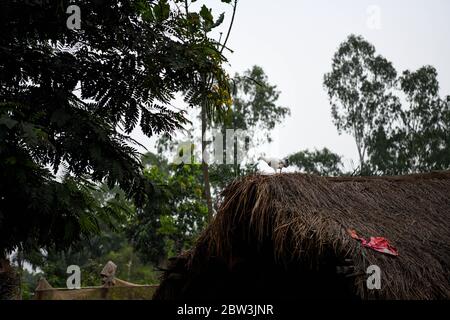 Afrique, Afrique de l'Ouest, Togo, Kpalime. Un canard sur un toit de chaume dans la campagne de Kpalimé. Banque D'Images