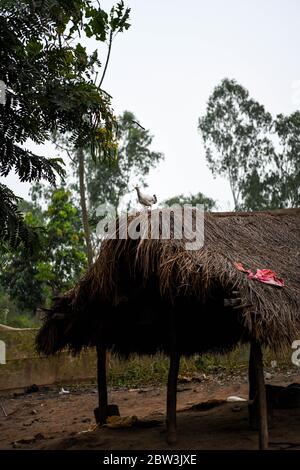 Afrique, Afrique de l'Ouest, Togo, Kpalime. Un canard sur un toit de chaume dans la campagne de Kpalimé. Banque D'Images