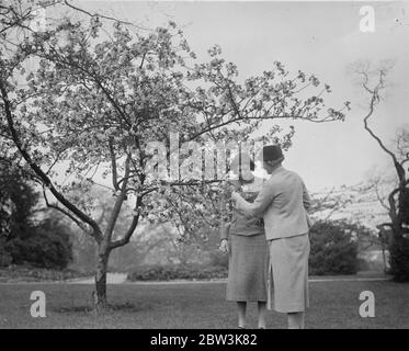 Cerisier Blossom temps à Kew . Un cerisier japonais à Kew Gardens est maintenant en pleine floraison et offre un spectacle glorieux pour les visiteurs . Expositions de photos , visiteurs admirant le cerisier japonais en fleurs dans les jardins de Kew . 18 avril 1936 Banque D'Images