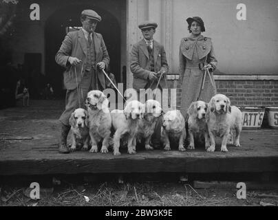 Clumber Spaniels au Kennel Club Show au Crystal Palace . M. Cape's Clumber Spaniels . 9 octobre 1935 Banque D'Images