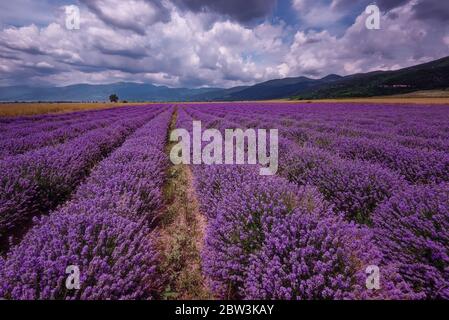 Paysage nuageux quotidien avec lavande en été à la fin du mois de juin. Couleurs contrastées, magnifiques nuages, ciel spectaculaire. Banque D'Images