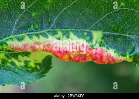 Pucerons aux pommes qui se bouchent les feuilles de rose, Dysaphis devecta gros plan Banque D'Images