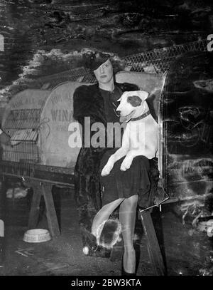 Bull Terrier au National Terrier Show . Le salon national du Terrier Club a ouvert ses portes à Olympia . Mme S Morris avec son Bull terrier , Sirrom Safeguard . 9 janvier 1936 Banque D'Images