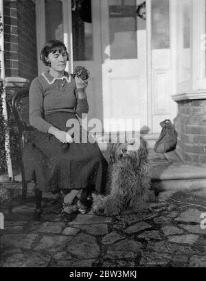 Hampshire fille réussit à garder la chouette comme animal de compagnie . Elle l'a sauvé de garçons espiègles - maintenant elle n'est jamais en retard pour l'école . Pete , la chouette brune , avec sa maîtresse , Jacqueline Veall , et Ruff , l'ancien chien de berger . 8 décembre 1935 Banque D'Images