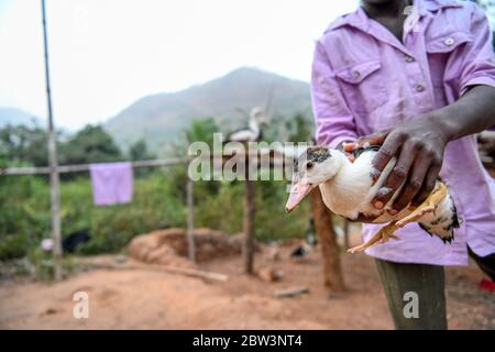 Afrique, Afrique de l'Ouest, Togo, Kpalime. Un canard tenu à la main dans la campagne de Kpalimé. Banque D'Images