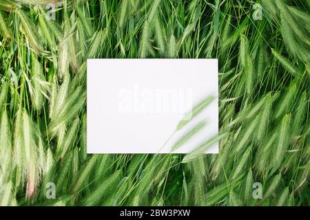 Carnet blanc ou morceau de papier dans l'herbe verte, espace de copie pour le texte place moody atmosphère Banque D'Images