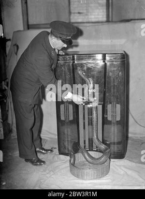 Serpent charmé avec la radio gramophone musique au zoo de Londres . Les scientifiques regardent les réactions des reptiles . La première tentative de ' Snake Charming ' avec un radiogramophone a été faite dans la Reptile House au zoo de Londres . Le scientifique a observé les réactions des différents reptiles , cobras , pythons et autres serpents , à la musique comme ils étaient placés séparément avant le radiogramophone . Les serpents n'ont pas d'oreilles externes , mais ' entendez ' avec le tounge , qui est particulièrement sensible aux vibrations dans l'air . Photos , un cobra étant ' charmé ' avec radio-gramophone musique exploité par un gardien dans le zoo repti Banque D'Images