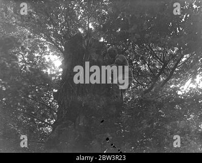 Cinq chatons nés à Crow ' s West à Morden . L'ex-homme naval monte à 30 pieds par jour pour aider la famille échouée . Snugley abrité dans le tronc creux d'un arbre brisé , une famille de chatons âgés de deux semaines vit dans un nid de corbeau à trente pieds au-dessus du sol dans le George Inn Woods , Morden . M. J W Maryay , un ancien militaire de 53 ans handicapé , de Green Lane , Morden , est venu au retour de la mère , grimpant l'arbre quotidiennement pour nourrir sa famille . Il trouve son entraînement naval utile dans son ascension quotidienne et a l'intention de faire de la famille un arrière-pays. Photos , M. J W Harvey avec la mère du k Banque D'Images