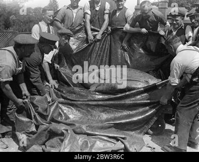 Deux mannatés arrivent au zoo de Londres. 10 août 1935 Banque D'Images