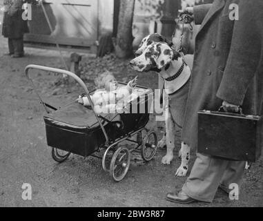 Spectacle canin du Kennel Club au Crystal Palace . Un petit visiteur intéressé par deux grands Danois géants , Brigand et Peter de Barlow Moor , propriété de M. Jackson . 9 octobre 1935 Banque D'Images