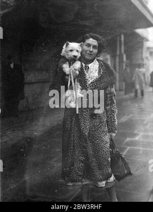 Participant écossais au National Terrier Show . Le salon national du Terrier Club a ouvert ses portes à Olympia . Mme Houlton arrive avec son terrier des Highlands de l'Ouest . 9 janvier 1936 Banque D'Images