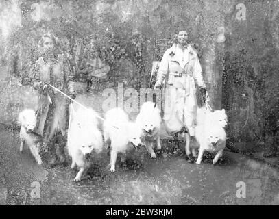 Samoyeds au spectacle de l'association des femmes chenils . Le spectacle canin de l'association des dames chenil s'est ouvert à Olympia . Photos , Mlle Irene Perry ( à droite ) et un ami arrivant avec leurs Smoyeds . 28 avril 1936 Banque D'Images