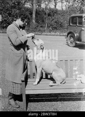 Chiens de lion de Rhodésie pour le spectacle Olympia . Les chiens de Lion Rhodésiens Ridgeback , une race rare en Angleterre , sont en préparation par Mme L Hamilton à Sarisbary , Southampton , pour le salon des chiens de championnat de l'association Dames Kennel qui se tiendra à Olympia Londres . Expositions de photos , Ubele du viseur de hauteur , un chien Lion à exposer par Mme L Hamilton au salon . 25 avril 1936 Banque D'Images