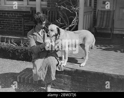 Chiens de lion de Rhodésie pour le spectacle Olympia . Les chiens de Lion Rhodésiens Ridgeback , une race rare en Angleterre , sont en préparation par Mme L Hamilton à Sarisbary , Southampton , pour le salon des chiens de championnat de l'association Dames Kennel qui se tiendra à Olympia Londres . Expositions de photos , Ubele du viseur de hauteur , un chien Lion à exposer par Mme L Hamilton au salon . 25 avril 1936 Banque D'Images