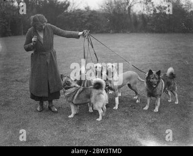 Elkhounds et lions chiens pour Olympia . Les chiens de lion Elkhounds et Rhodésiens Ridgeback sont en préparation par Mme Hamilton à Sarisbury , Southampton , pour l'ouverture du salon de chiens de championnat de l'association féminine chenil à Olympia Londres , mardi . Expositions de photos , Elkhounds et lions de chiens ( couleur claire ) à Sarisbury . 27 avril 1936 Banque D'Images